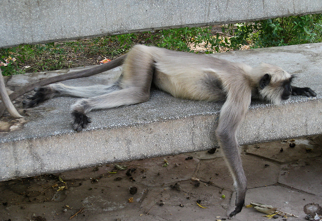 Lazy...